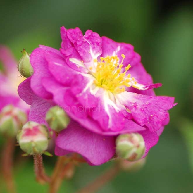 バラ ひこぼし|花の手帖の薔薇図鑑
