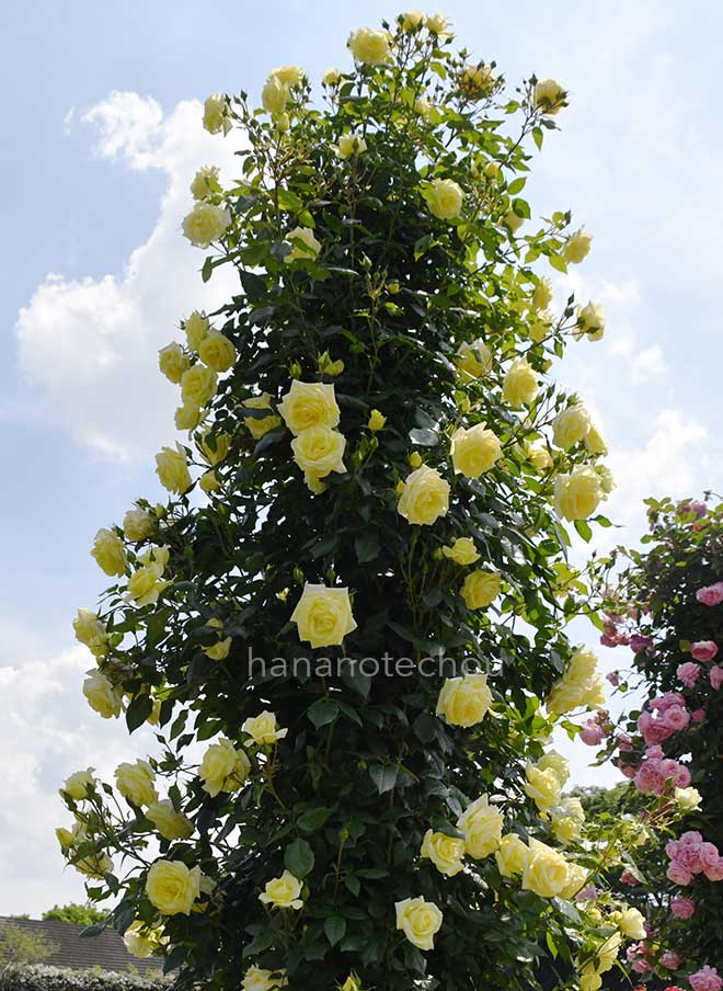 バラ イルミナーレ｜花の手帖の薔薇図鑑