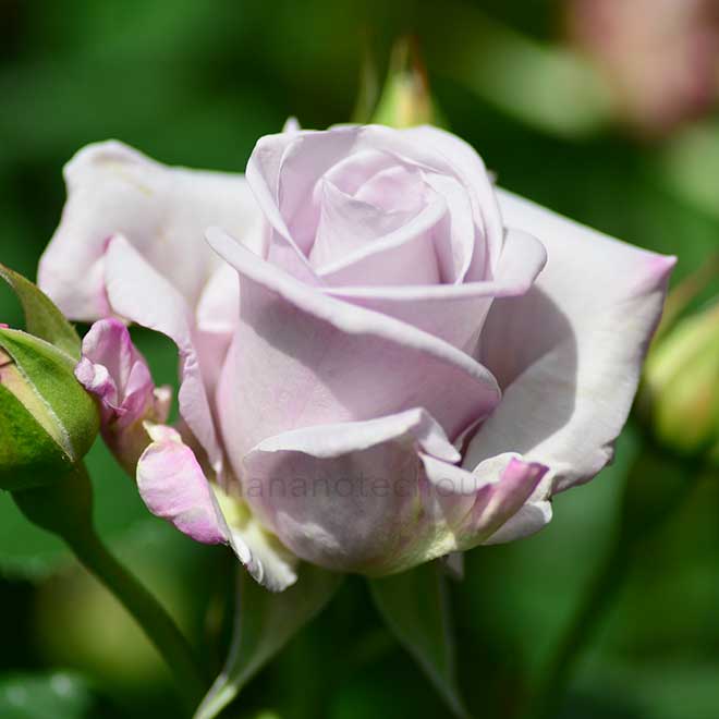 バラ イン ア センチメンタル ムード|花の手帖の薔薇図鑑