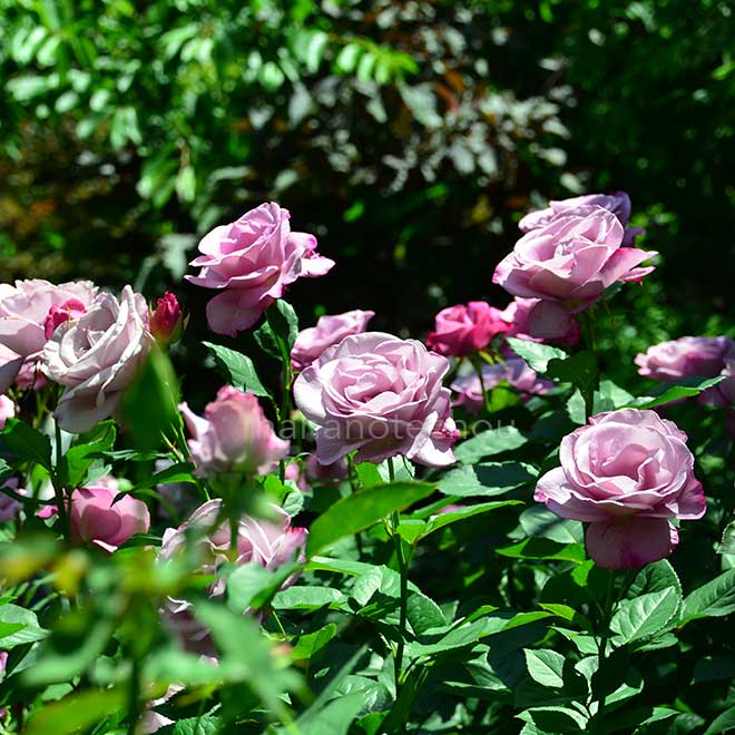 バラ イン ア センチメンタル ムード|花の手帖の薔薇図鑑