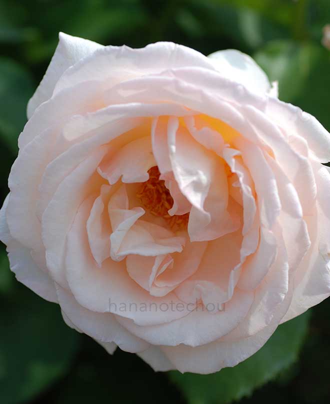 バラ 薫乃|花の手帖の薔薇図鑑