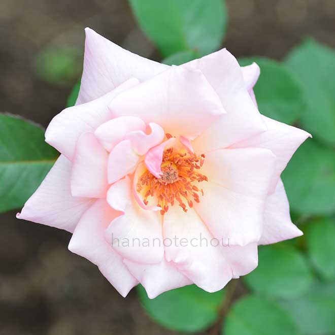 バラ カズエ|花の手帖の薔薇図鑑