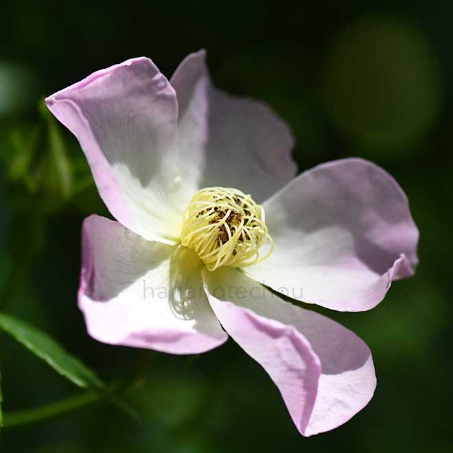 バラ 小春日和｜花の手帖の薔薇図鑑