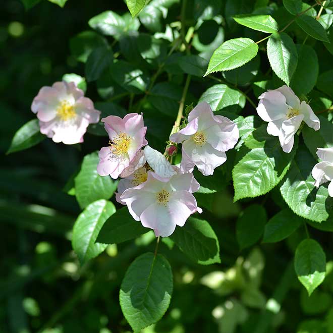 バラ 小春日和｜花の手帖の薔薇図鑑