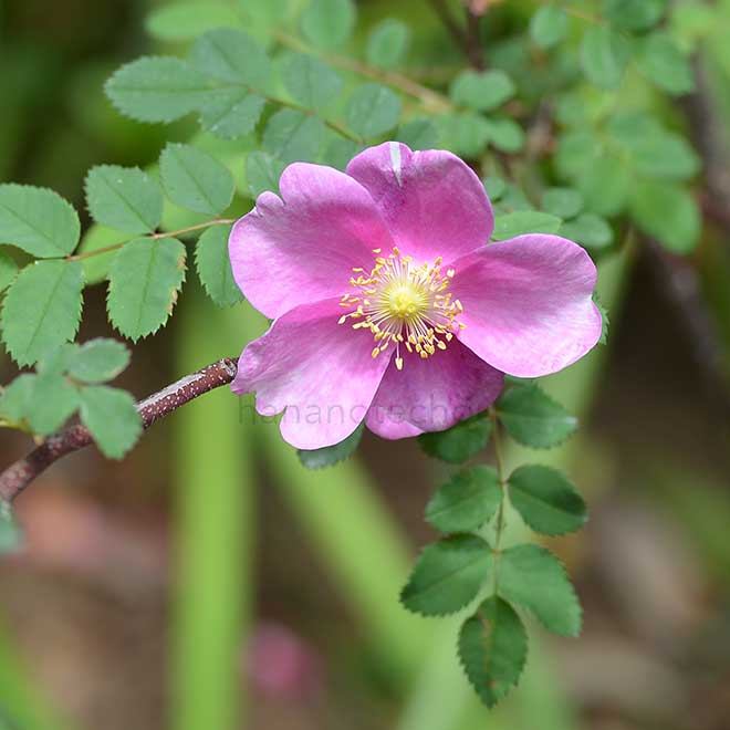 バラ メアリー クイーン オブ スコット|花の手帖の薔薇図鑑