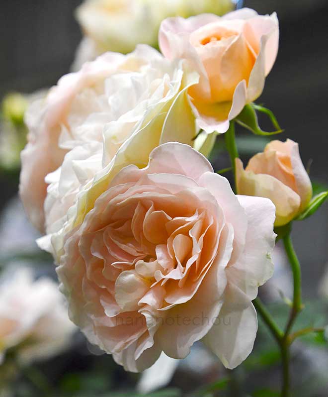 バラ マティアス　クラウディウス　ローズ｜花の手帖の薔薇図鑑