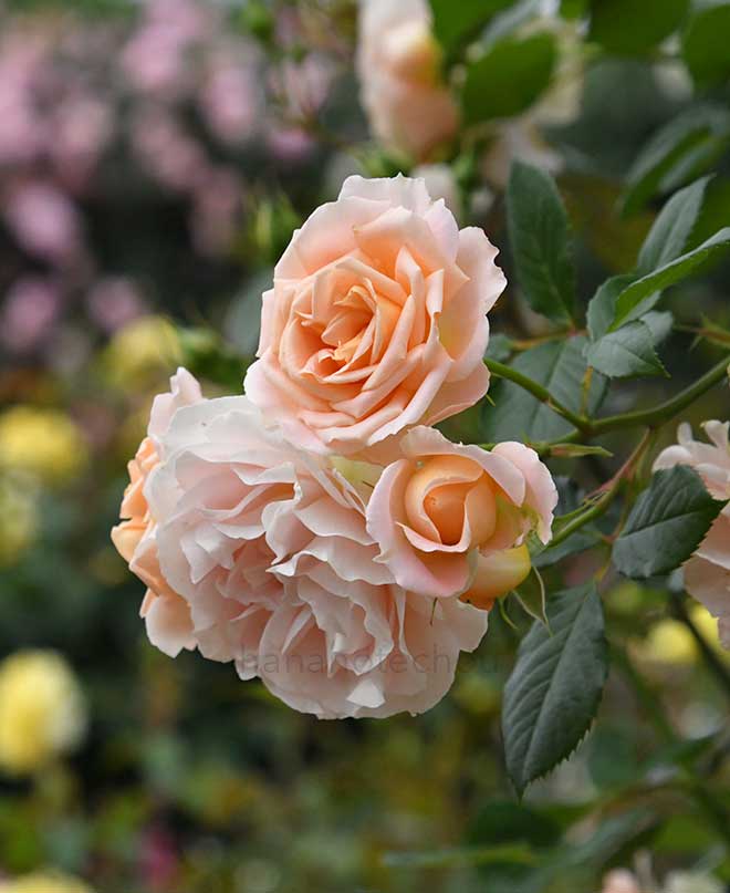 バラ マティアス　クラウディウス　ローズ｜花の手帖の薔薇図鑑