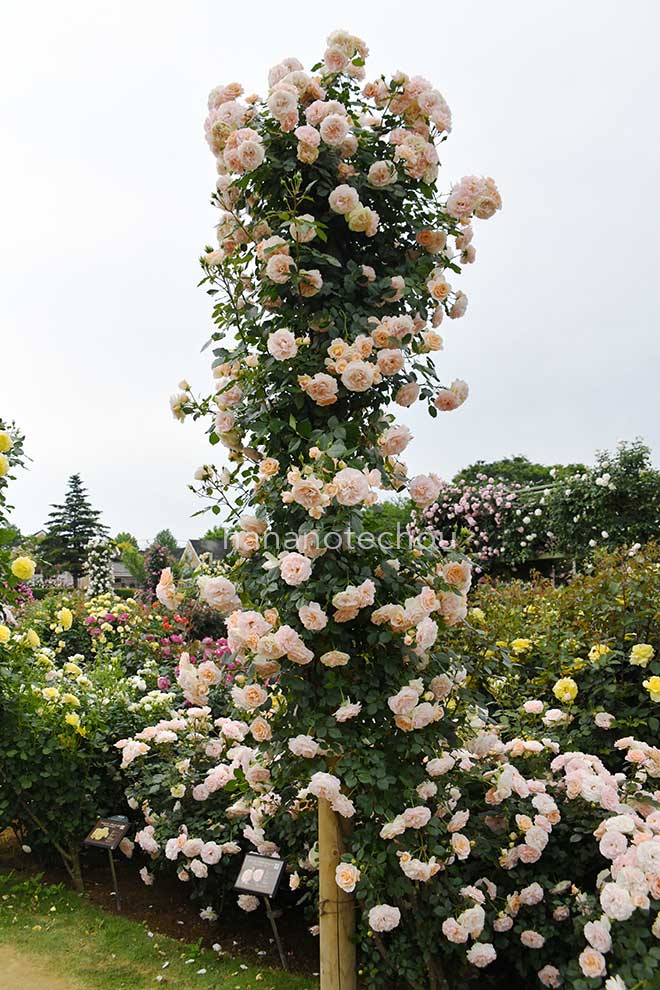 バラ マティアス　クラウディウス　ローズ｜花の手帖の薔薇図鑑