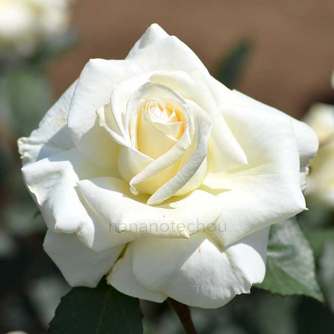 バラ マダム サチ|花の手帖の薔薇図鑑