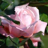 バラ ニュージーランド｜花の手帖の薔薇図鑑