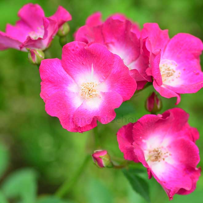 バラ パパ エメレイ|花の手帖の薔薇図鑑