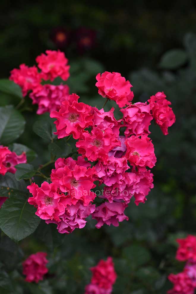 バラ パーマネント ウェイブ|花の手帖の薔薇図鑑