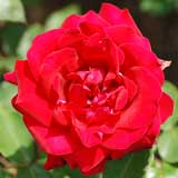 バラ ファラオン|花の手帖の薔薇図鑑