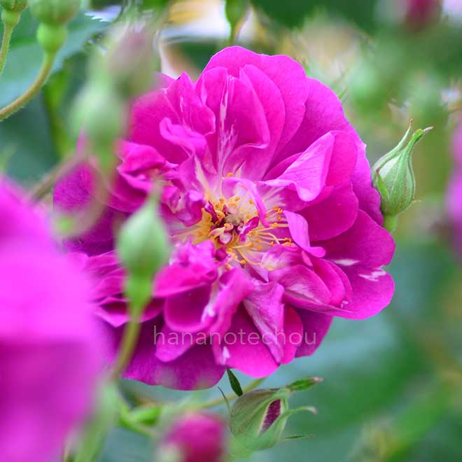 バラ パープル スカイライナー|花の手帖の薔薇図鑑
