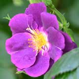 バラ ラプソディー イン ブルー｜花の手帖の薔薇図鑑