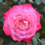 バラ |花の手帖の薔薇図鑑