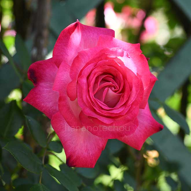 バラ つる 聖火|花の手帖の薔薇図鑑