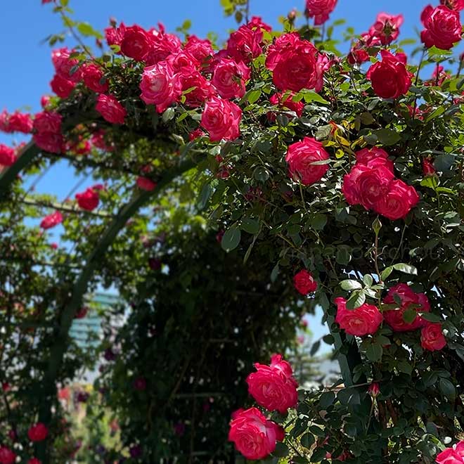 バラ つる 聖火|花の手帖の薔薇図鑑