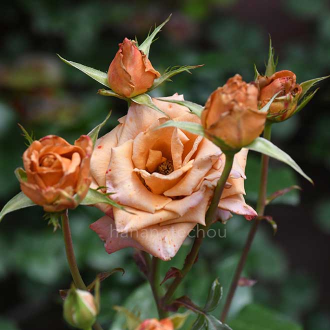 バラ セピア｜花の手帖の薔薇図鑑