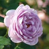 バラ しのぶれど｜花の手帖の薔薇図鑑