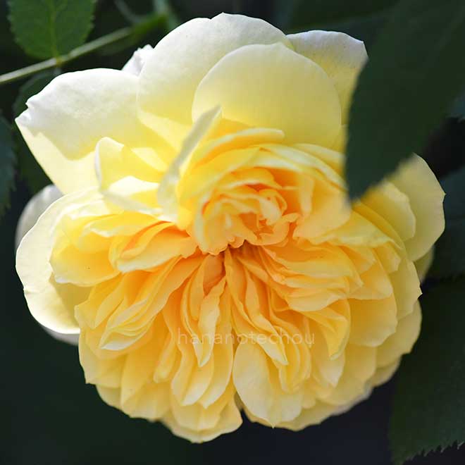 バラ ザカントリーパーソン｜花の手帖の薔薇図鑑