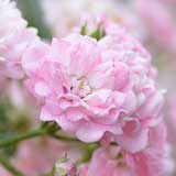 バラ ザ フェアリー|花の手帖の薔薇図鑑
