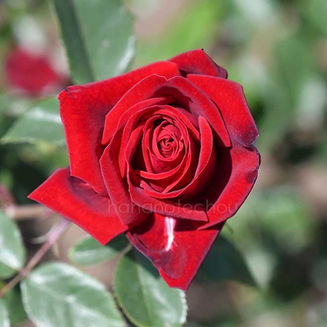 バラ ビーバ|花の手帖の薔薇図鑑