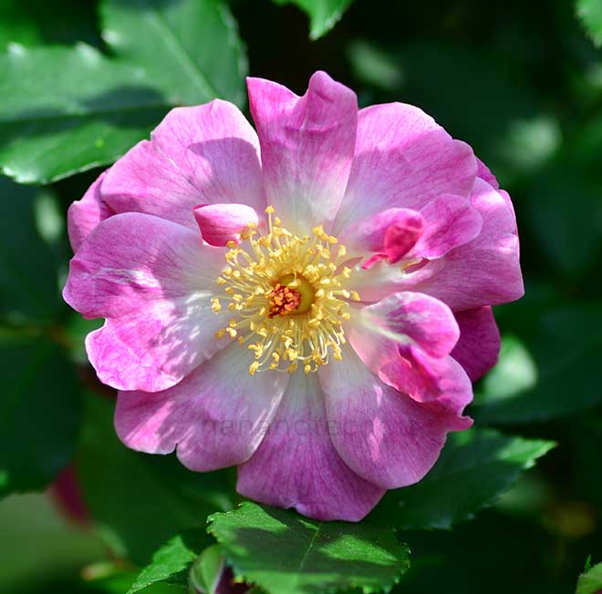 バラ ユキズドリーム｜花の手帖の薔薇図鑑
