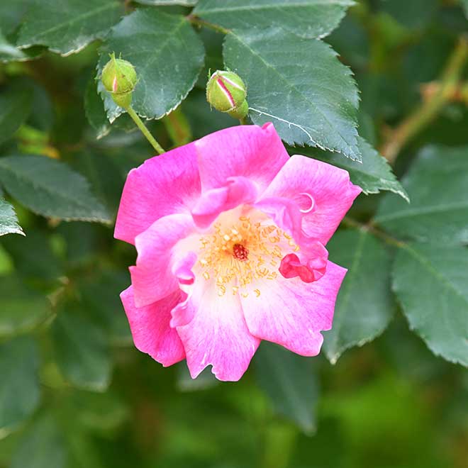 バラ ユキズドリーム｜花の手帖の薔薇図鑑
