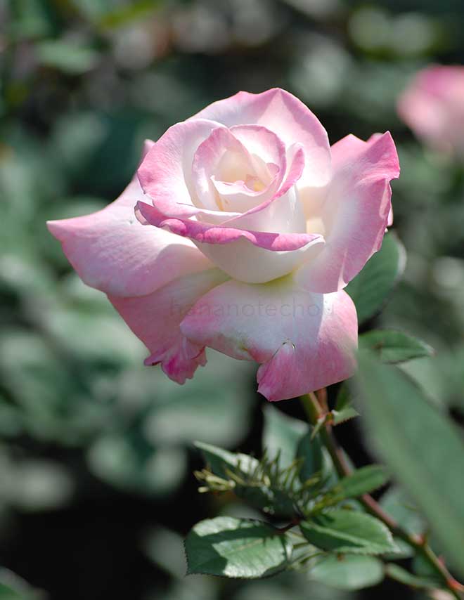 バラ 夕霧|花の手帖の薔薇図鑑