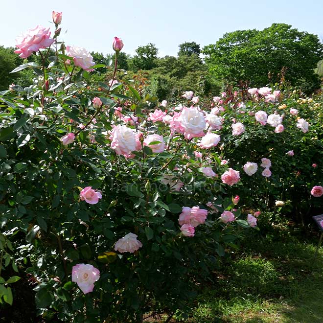 バラ 夕霧|花の手帖の薔薇図鑑