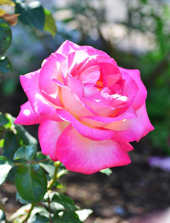 バラ カリフォルニア ドリーミング|花の手帖の薔薇図鑑