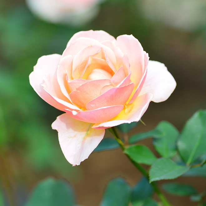 バラ キャリオペ｜花の手帖の薔薇図鑑