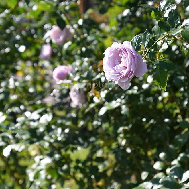 バラ カミーユ｜花の手帖の薔薇図鑑