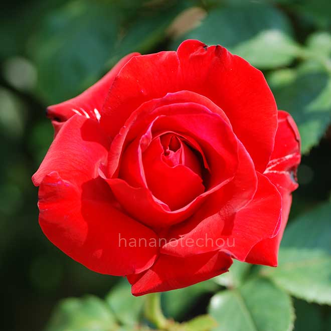 バラ カナスタ｜花の手帖の薔薇図鑑