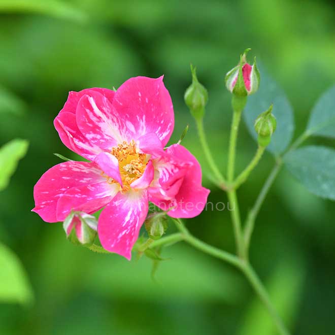 バラ キャンディ ケーン|花の手帖の薔薇図鑑