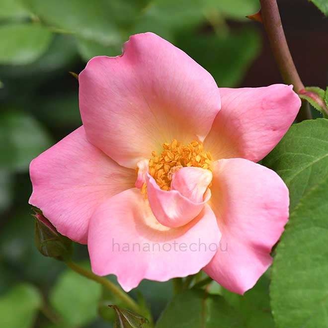 バラ カンタベリー｜花の手帖の薔薇図鑑