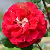 バラ キャプリス ドゥ メイアン｜花の手帖の薔薇図鑑