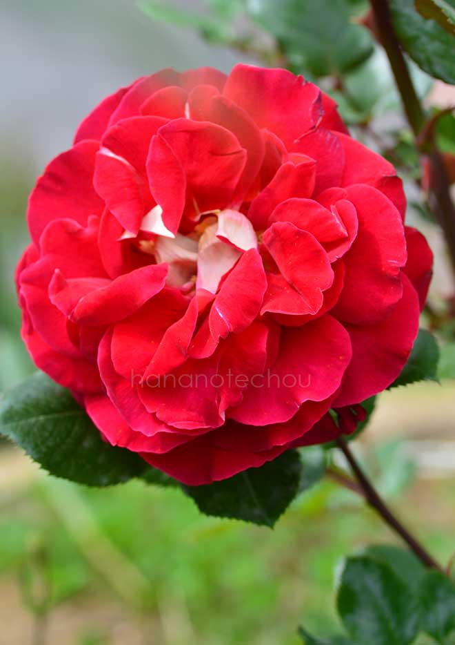 バラ キャプリス ドゥ メイアン|花の手帖の薔薇図鑑