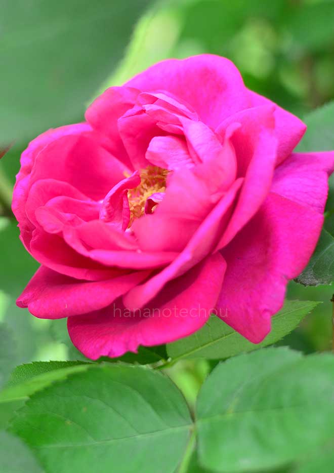 バラ キャプテン ヘイワード|花の手帖の薔薇図鑑