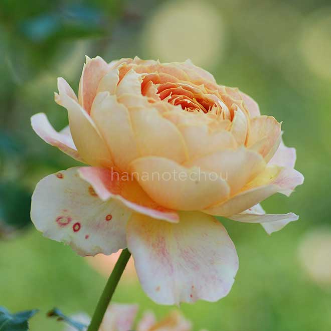 バラ キャラメル アンティーク｜花の手帖の薔薇図鑑