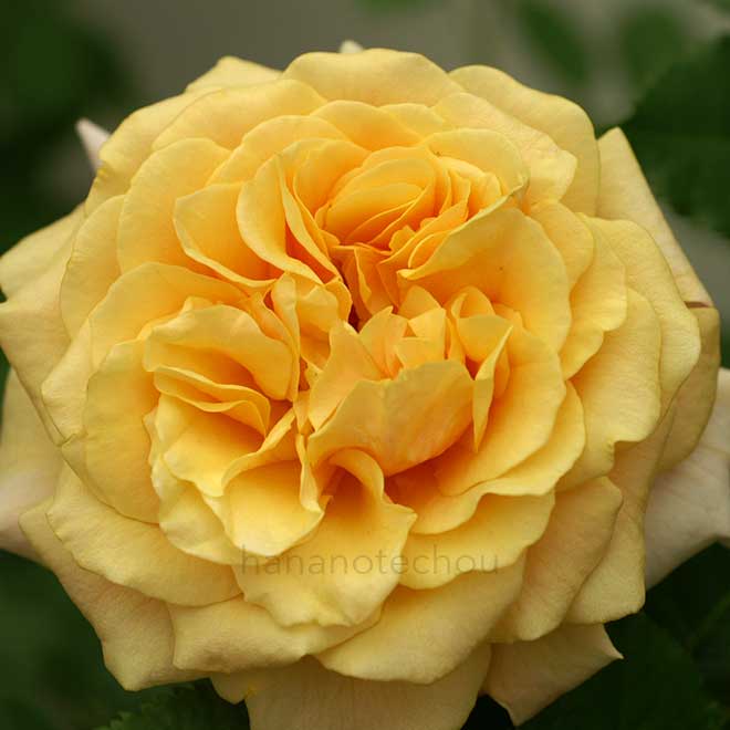 バラ カラメラ|花の手帖の薔薇図鑑