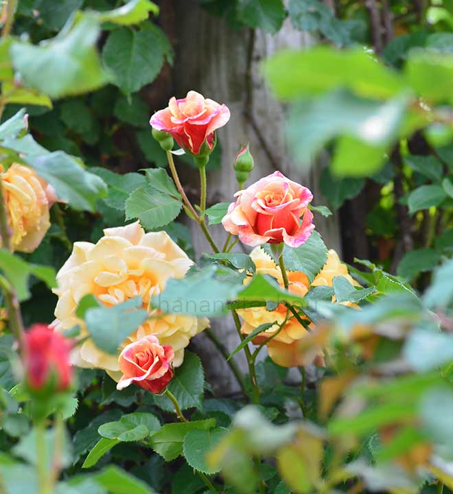 バラ カラメラ|花の手帖の薔薇図鑑