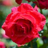 バラ キャラ ミア|花の手帖の薔薇図鑑