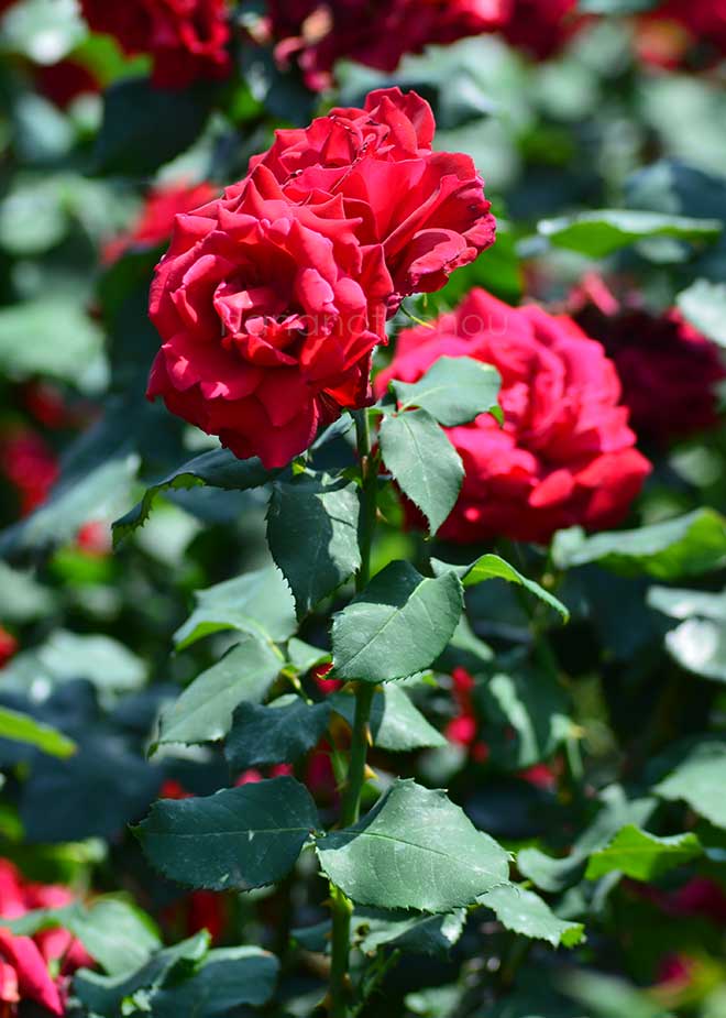 バラ キャラ ミア｜花の手帖の薔薇図鑑