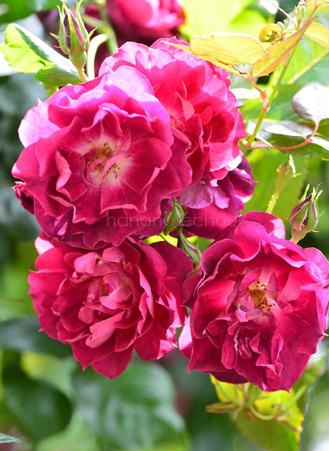 バラ カーディナル ヒューム|花の手帖の薔薇図鑑