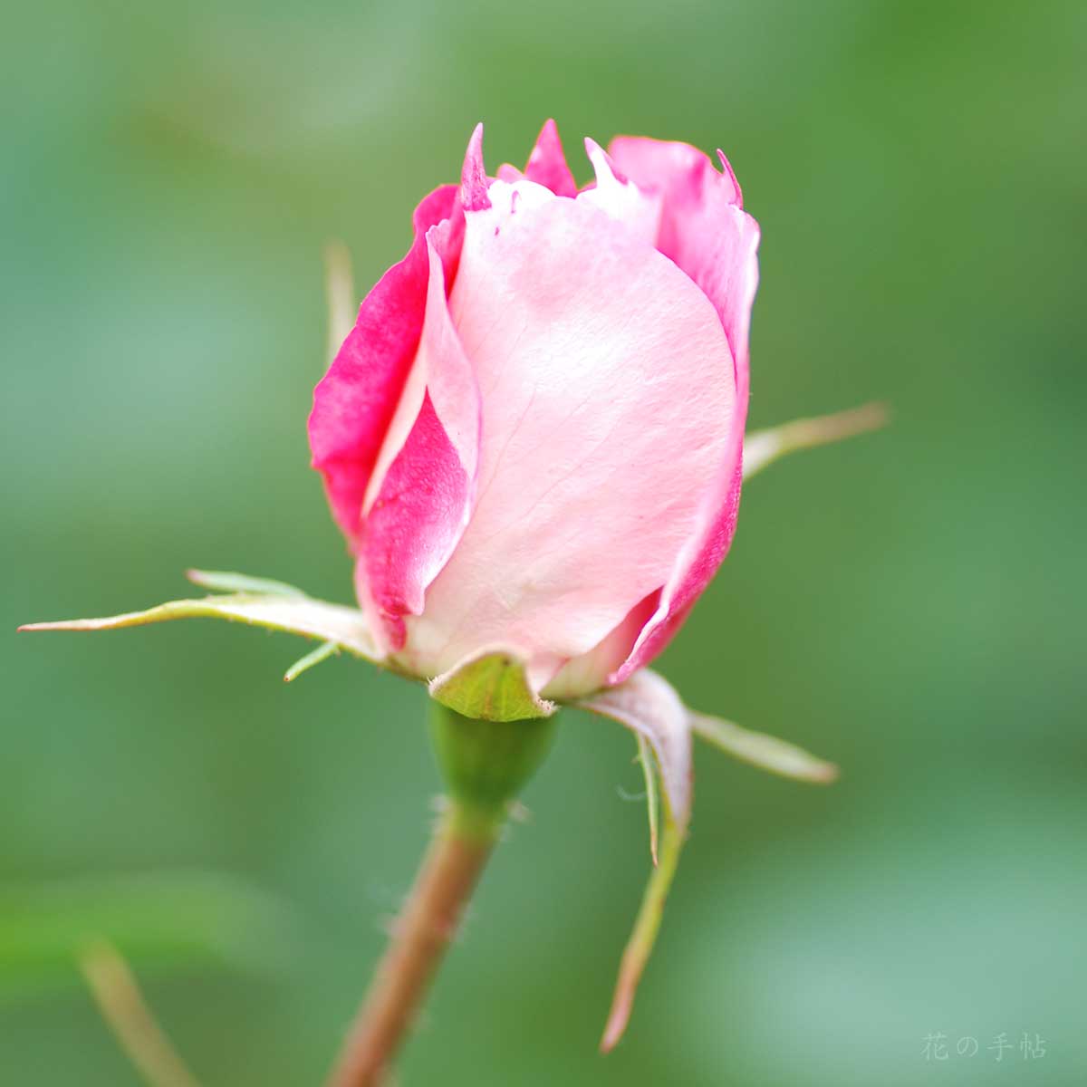 バラ ケアフリー ワンダー｜花の手帖の薔薇図鑑