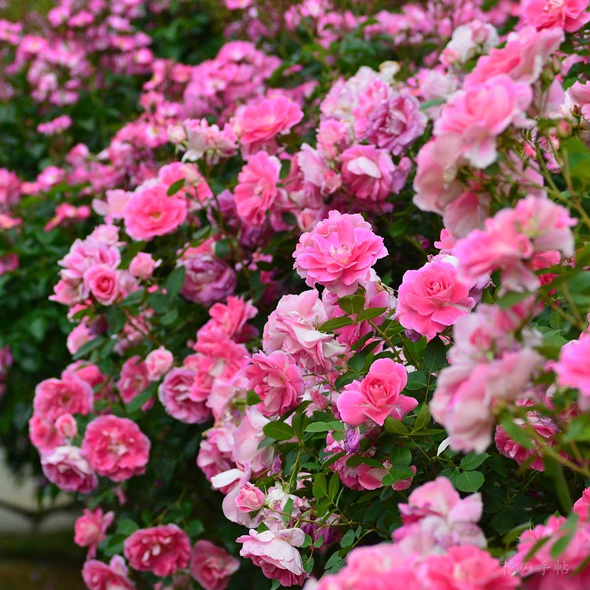 バラ ケアフリー ワンダー｜花の手帖の薔薇図鑑