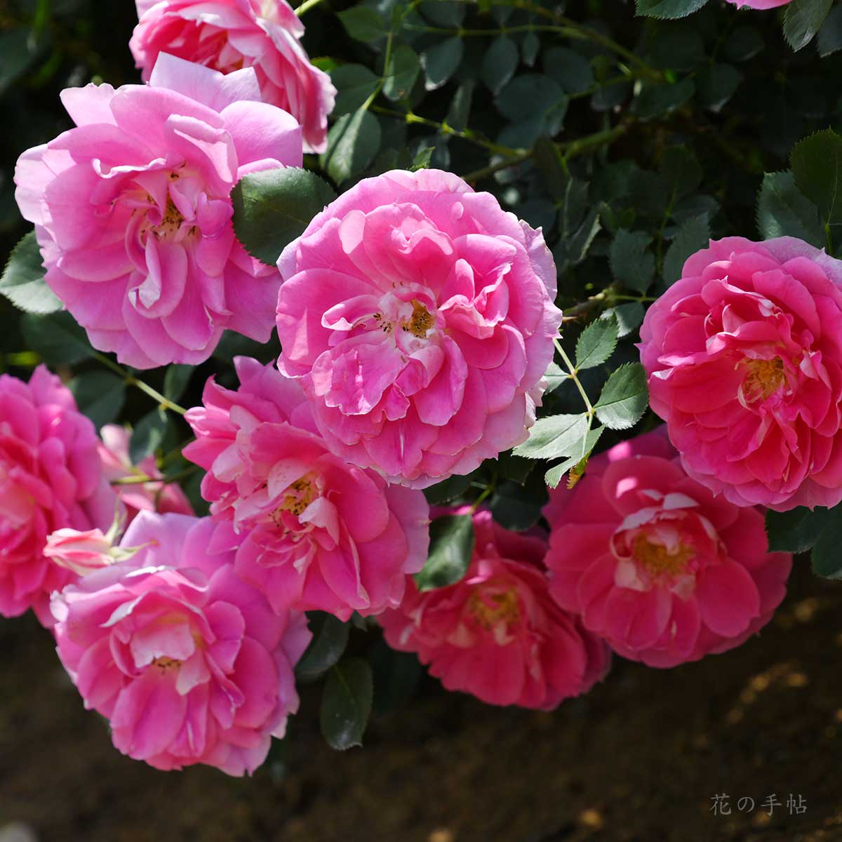 バラ ケアフリー ワンダー｜花の手帖の薔薇図鑑