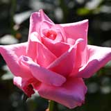 バラ カリーナ｜花の手帖の薔薇図鑑